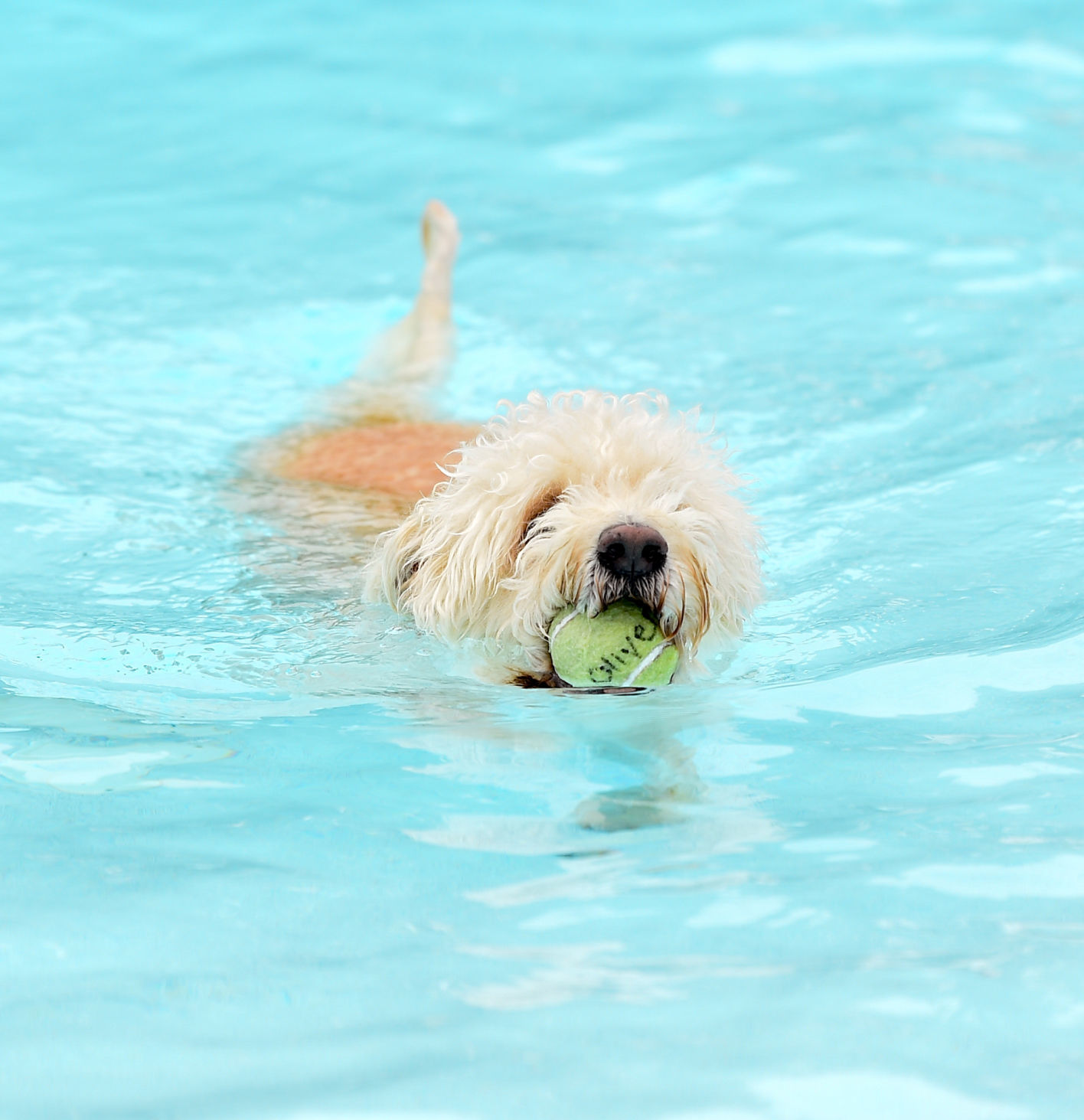 082919-bet-doggysplash-009a.JPG
